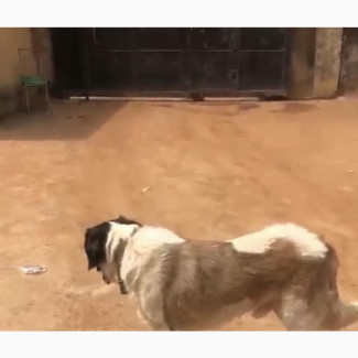 1+ year Male Purebred Saint Bernard