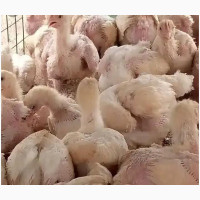 6 Weeks Broilers