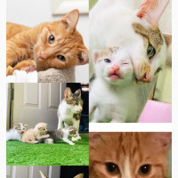 1-3 months Female Purebred Nigeria lovely cats