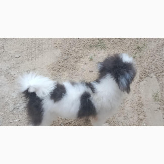 Male Purebred Lhasa Apso - Intelligent and Aggressive