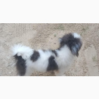 Male Purebred Lhasa Apso - Intelligent and Aggressive