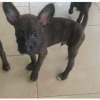 3-6 months Male Mixed Breed Poodle