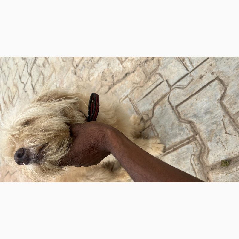 Фото 1/1. Male Purebred Lhasa Apso for Stud Service - 20k