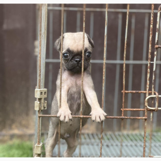Male Purebred Pug - 1-3 months old - Lagos