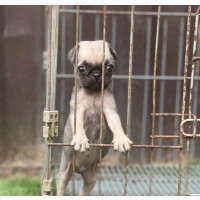 Male Purebred Pug - 1-3 months old - Lagos