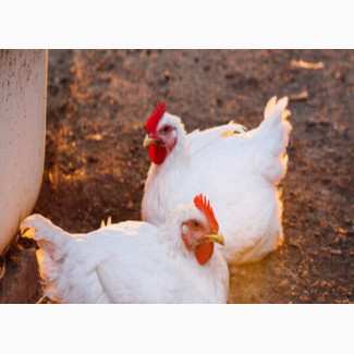 Chicken Meat