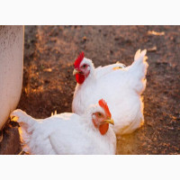 Chicken Meat