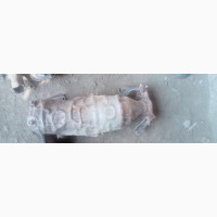 Catalyst Converter Camry 012 Model Direct Belgium Up Sensor