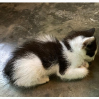 1-3 months Male Mixed Breed Turkish Angora