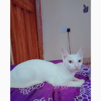 3-6 months Male Purebred Turkish Van