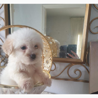 1-3 Month Male Purebred Lhasa Apso