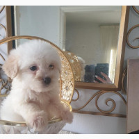 1-3 Month Male Purebred Lhasa Apso