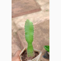 Red Dragon Fruit Plant - Healthy and Vibrant
