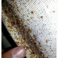 Get Rid of Bedbugs Fast and Easy