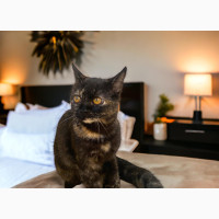 3-6 months Female Mixed Breed Cat