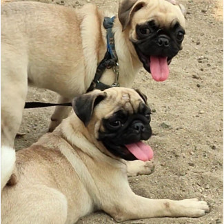 3-6 months Female Purebred Pug