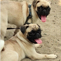 3-6 months Female Purebred Pug