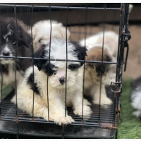 Male Purebred Lhasa Apso Puppy - Lagos