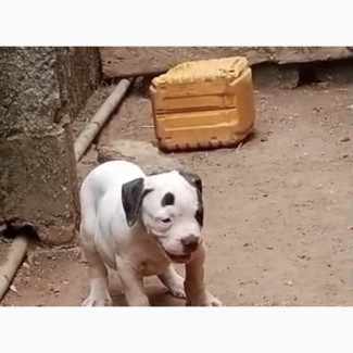 American Bulldog Male 1-3 Months Old Purebred
