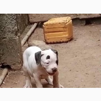 American Bulldog Male 1-3 Months Old Purebred