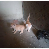 0-1 month Female Mixed Breed Bombay