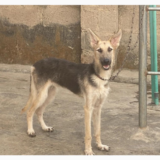 Male Purebred German Shepherd Puppy for Rehoming