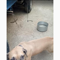 1+ year Male Purebred Boerboel