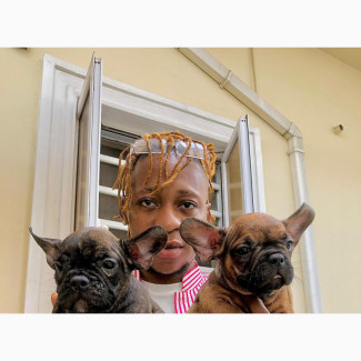 French Bulldog Puppies Available in Lagos