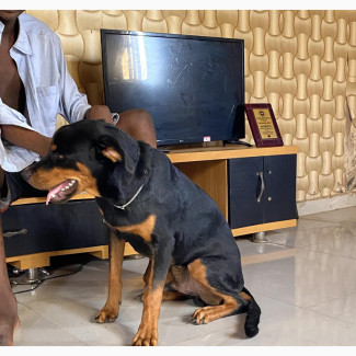 3-6 months Male Purebred Rottweiler