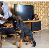3-6 months Male Purebred Rottweiler