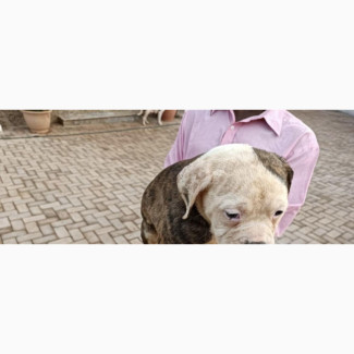 American Bulldog Puppies Available for Sale