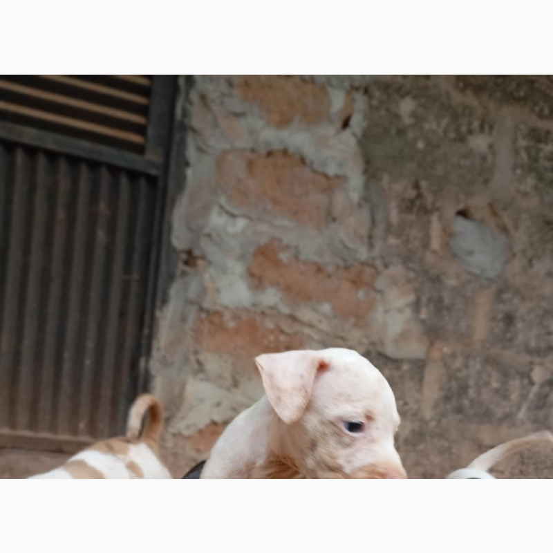 Фото 1/1. 1-3 months Male Purebred American Pit Bull Terrier