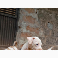 1-3 months Male Purebred American Pit Bull Terrier