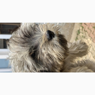 Lhasa Apso Puppy Available for Sale
