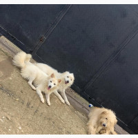 1+ year Male Mixed Breed Maltese
