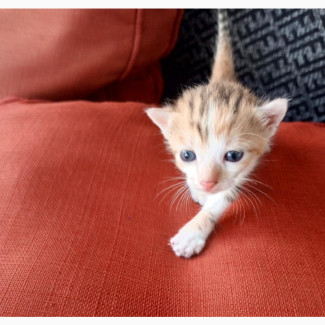 0-1 month Female Mixed Breed local breed