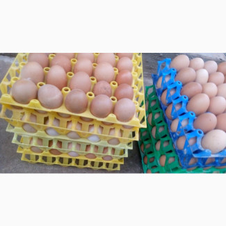 We Offer You The Best Eggs At Good Prices