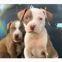 1-3 Month Female Purebred American Pit Bull Terrier