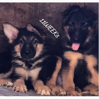 Male German Shepherd Puppies - Purebred, 1-3 Months Old