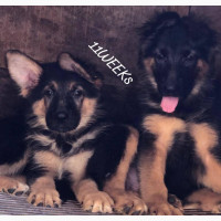 Male German Shepherd Puppies - Purebred, 1-3 Months Old