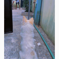 Female American Eskimo Puppy - 3-6 Months Old - Purebred
