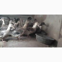 Imported Ducks Males and Females Available