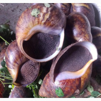 Delicious Snail Meat - Jumbo, Medium, Juvenile Sizes