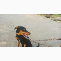 1+ year Female Purebred Doberman Pinscher