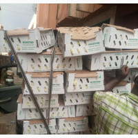 Agrited Broilers - Superior Quality and Robust Health