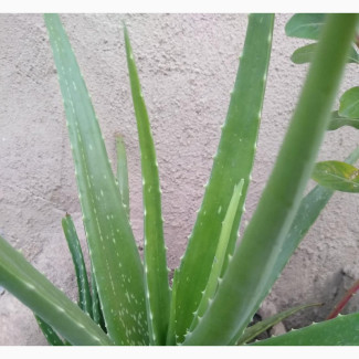 Fresh Aloe Vera