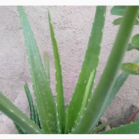 Fresh Aloe Vera