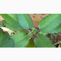 Bryophyllum Pinnatum Aka Abamoda