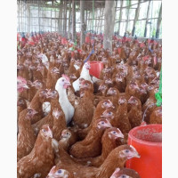 Brown Farm Support Source Point Of Lay Birds