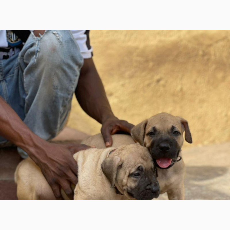 Фото 1/1. Female Purebred Boerboel Pups 1-3 Months
